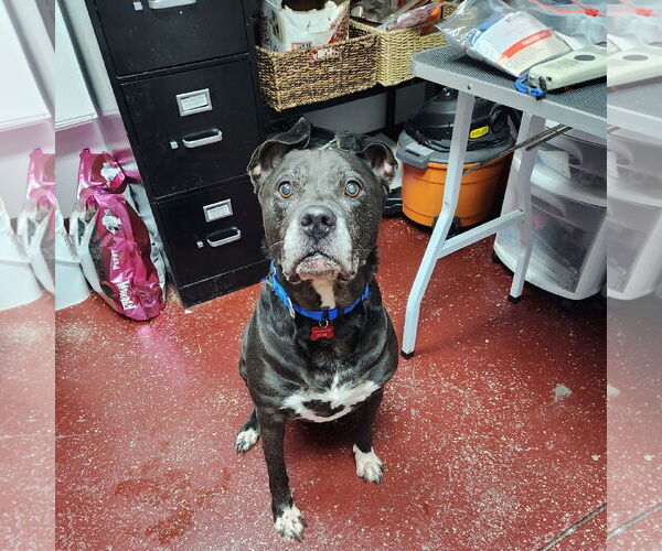 Medium Photo #6 American Pit Bull Terrier-Unknown Mix Puppy For Sale in Fargo, ND, USA