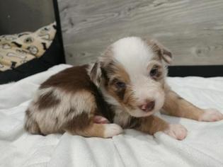 Miniature Australian Shepherd Puppy for sale in LAWRENCE, KS, USA
