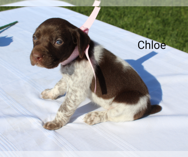 Medium Photo #1 German Shorthaired Pointer Puppy For Sale in RAGERSVILLE, OH, USA