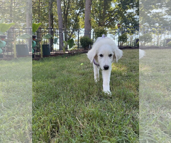 Medium Photo #3 Great Pyrenees Puppy For Sale in Holly Springs, NC, USA