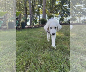 Sampson - Male Great Pyrenees Dog for Adoption - Photo #3