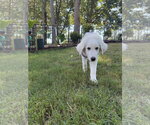 Small Photo #3 Great Pyrenees Puppy For Sale in Holly Springs, NC, USA