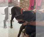 Small #1 Great Dane-Labrador Retriever Mix