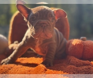 French Bulldog Puppy for sale in POWHATAN, VA, USA