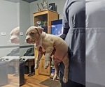 Small Photo #4 American Bully Puppy For Sale in WEST YORK, PA, USA
