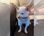 Small Chihuahua Mix