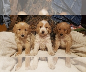 Goldendoodle Dogs for adoption in DECATUR, TX, USA