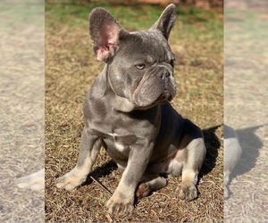Father of the French Bulldog puppies born on 01/14/2022