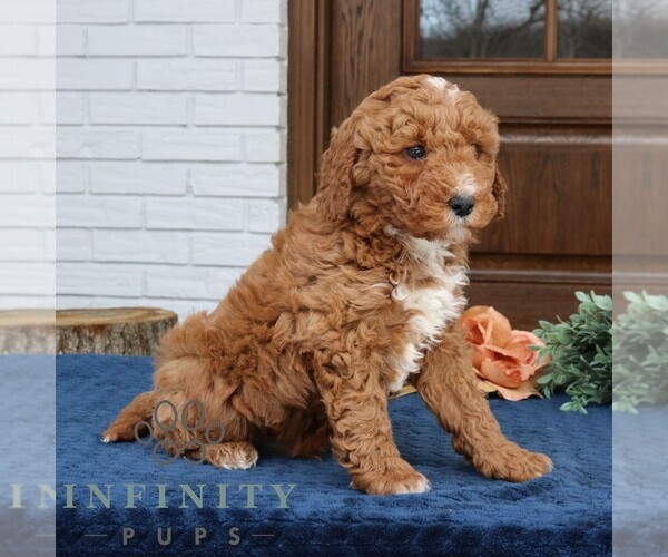Medium Photo #4 Goldendoodle (Miniature) Puppy For Sale in NARVON, PA, USA