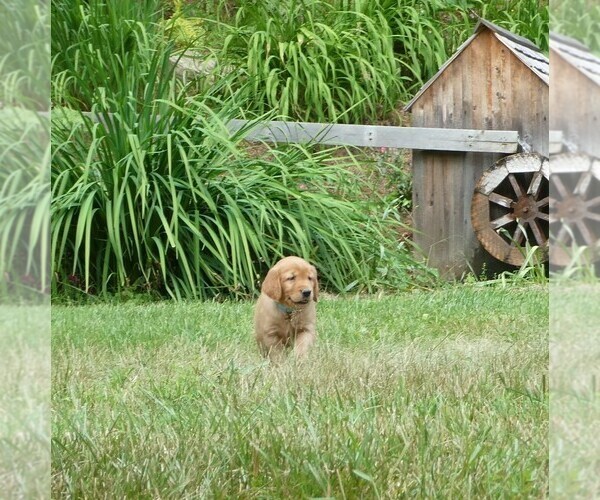 Medium Photo #3 Golden Retriever Puppy For Sale in WOLCOTT, VT, USA