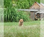 Small #2 Golden Retriever