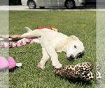 Small #1 Great Pyrenees