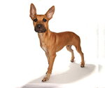 Small #1 Mutt