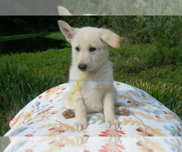 Medium Photo #2 German Shepherd Dog Puppy For Sale in PIEDMONT, MO, USA