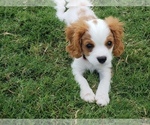 Small Photo #2 Cavalier King Charles Spaniel Puppy For Sale in FRISCO, TX, USA