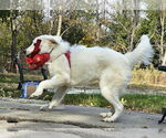 Small #1 Great Pyrenees-Retriever  Mix