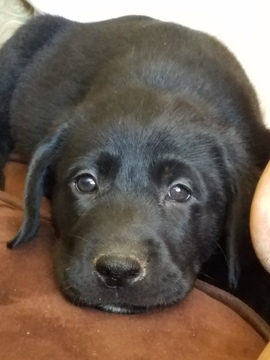 Medium Photo #1 Labrador Retriever Puppy For Sale in LUCERNE VALLEY, CA, USA