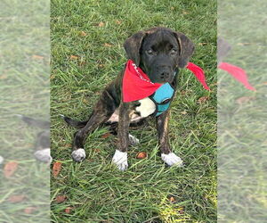 Border-Aussie Dogs for adoption in Spring Lake, NJ, USA