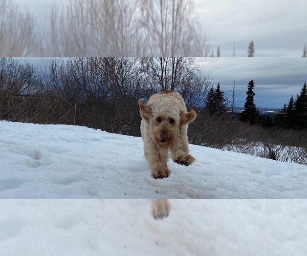 Medium Photo #1 Goldendoodle Puppy For Sale in ANCHOR POINT, AK, USA