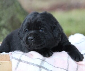Labrador Retriever Puppy for Sale in HYDE PARK, Vermont USA