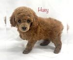 Small Photo #4 Poodle (Miniature) Puppy For Sale in KEIZER, OR, USA