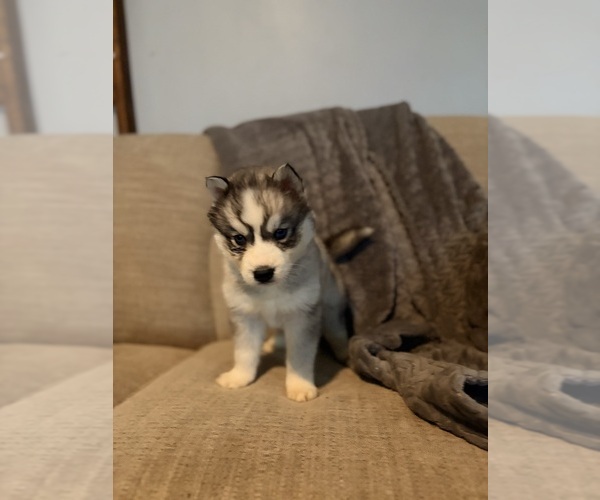 Medium Photo #3 Siberian Husky Puppy For Sale in ALTON, IL, USA