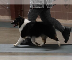 Mother of the Miniature American Shepherd puppies born on 10/18/2025