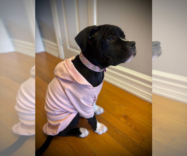 Medium Photo #6 Bulloxer Puppy For Sale in Brights Grove, Ontario, Canada