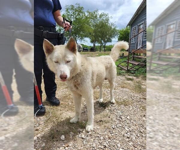 Medium Photo #1 Siberian Husky-Unknown Mix Puppy For Sale in San Antonio, TX, USA