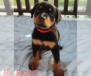 Rottweiler Puppy for Sale in TABLE GROVE, Illinois USA