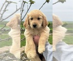 Puppy Brown collar Golden Retriever