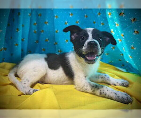 Medium Photo #2 Mutt Puppy For Sale in Pleasanton, TX, USA