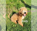 Small Photo #20 Goldendoodle (Miniature) Puppy For Sale in REED CITY, MI, USA
