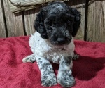 Puppy Neo Poodle (Miniature)