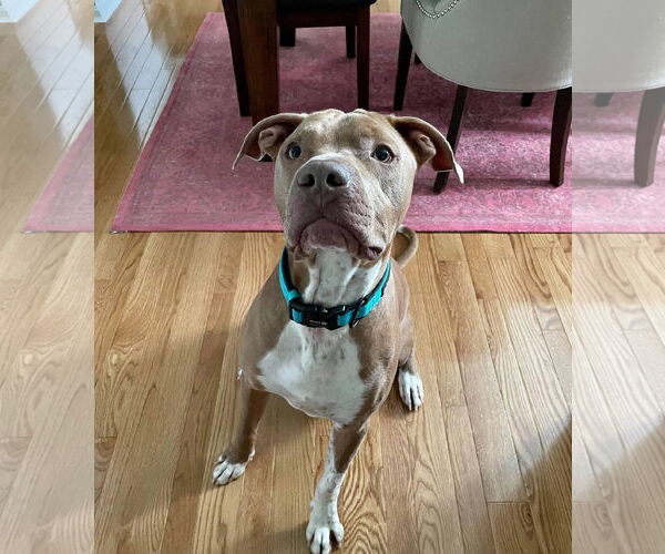 Medium Photo #47 American Pit Bull Terrier-Unknown Mix Puppy For Sale in Germantown, OH, USA