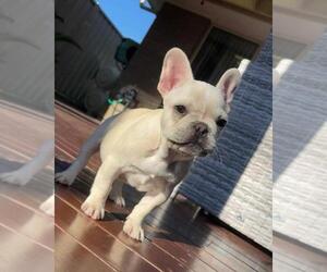 French Bulldog Puppy for sale in COLLINS, MS, USA
