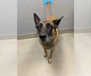 Mutt Dogs for adoption in Las Vegas, NV, USA