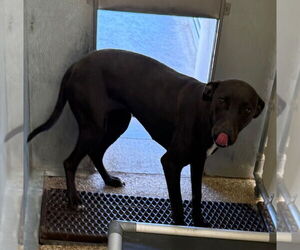 Mutt Dogs for adoption in Great Bend, KS, USA