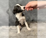 Small Photo #6 Border Collie Puppy For Sale in LECOMA, MO, USA