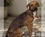 Small #1 Labrador Retriever Mix