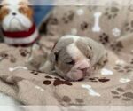 Small #3 English Bulldog