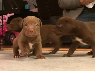 Bulldog-Labrador Retriever Mix Puppy for sale in SAN ANTONIO, TX, USA