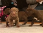 Small Bulldog-Labrador Retriever Mix