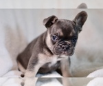 Puppy Tommy French Bulldog