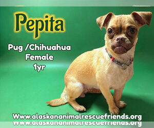 Chug Dogs for adoption in Anchorage, AK, USA