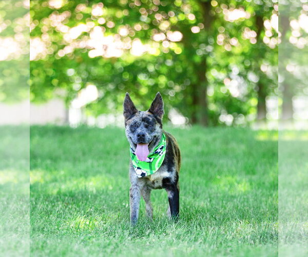 Medium Photo #9 Catahoula Leopard Dog-Unknown Mix Puppy For Sale in Unionville, PA, USA