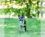 Small #8 Catahoula Leopard Dog Mix