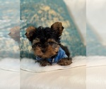 Small Photo #6 Yorkshire Terrier Puppy For Sale in CORAL SPRINGS, FL, USA