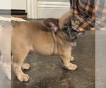 Small Photo #3 French Bulldog Puppy For Sale in OAKDALE, CA, USA