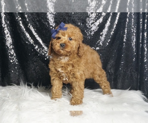 Medium Photo #6 Poodle (Toy) Puppy For Sale in WARSAW, IN, USA